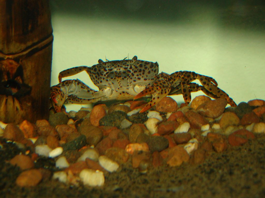 7 Freshwater Aquarium Crabs Types Petsoid