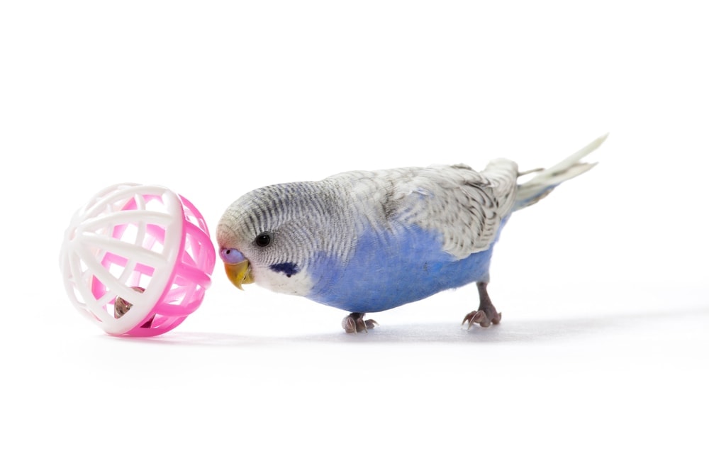 stuffed parakeet toys