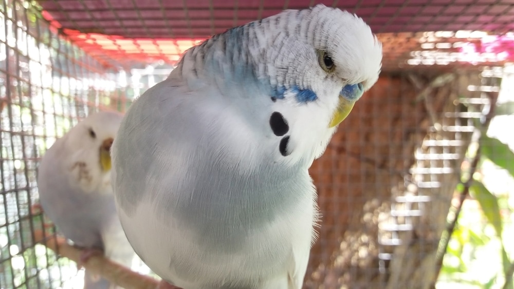 parakeet cede