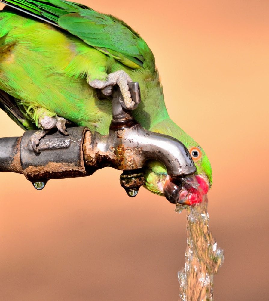 parakeet drinking water