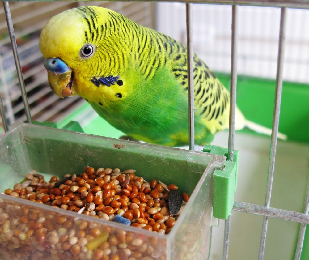 8 Tips To Get Your Bird Back In The Cage » Petsoid