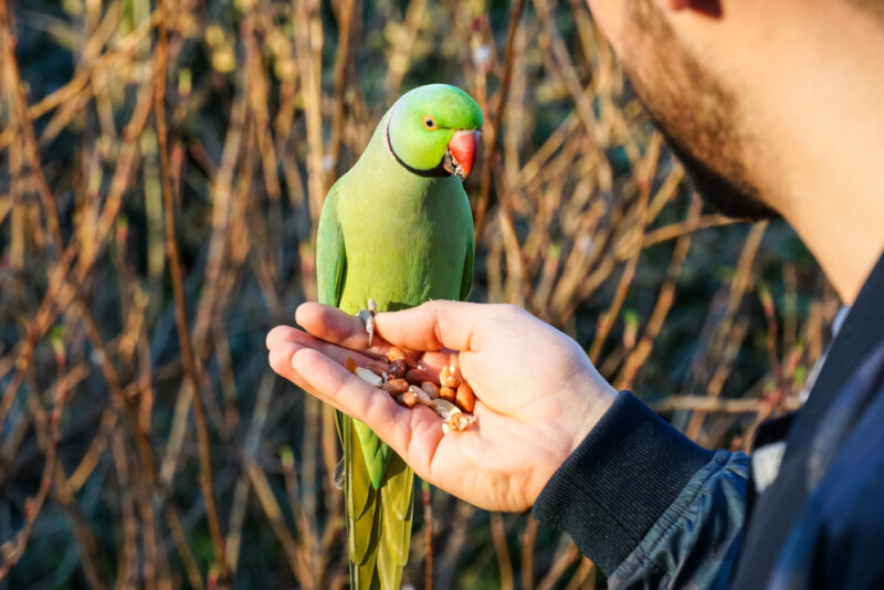 What is the Best Diet For My Parakeet? » Petsoid