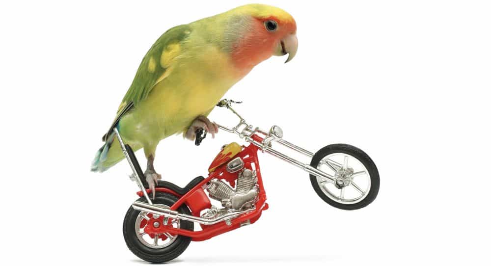 Diy Toys For Quaker Parrots Wow Blog