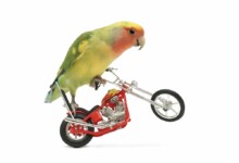 Best Toys for Parakeets