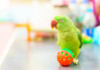 How Smart Are Parakeets?