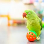 parakeet playing with ball
