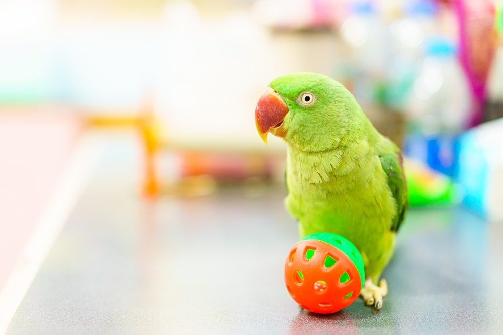 parakeet playing with ball