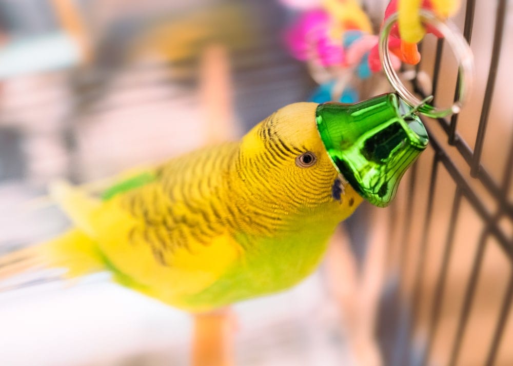 parakeet playing