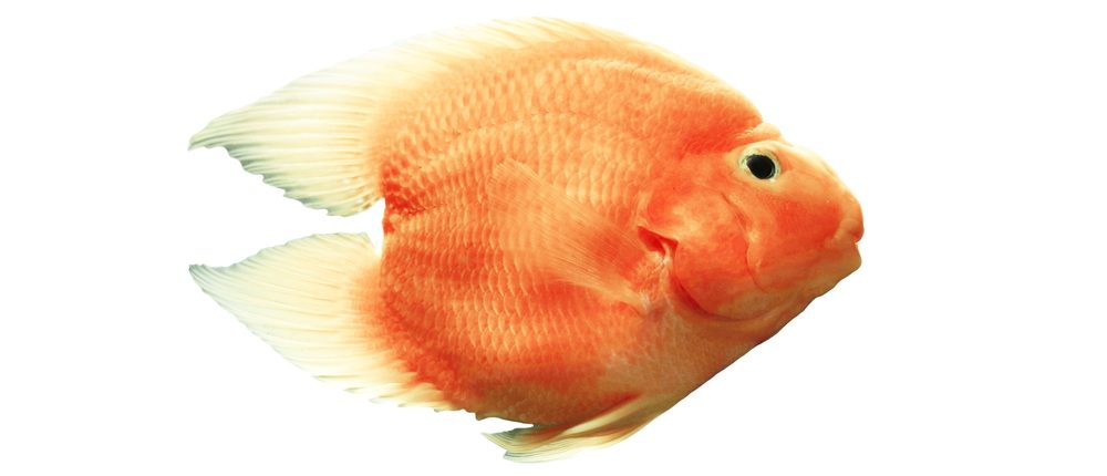 Blood Red parrot Cichlid - Care Guide - Petsoid