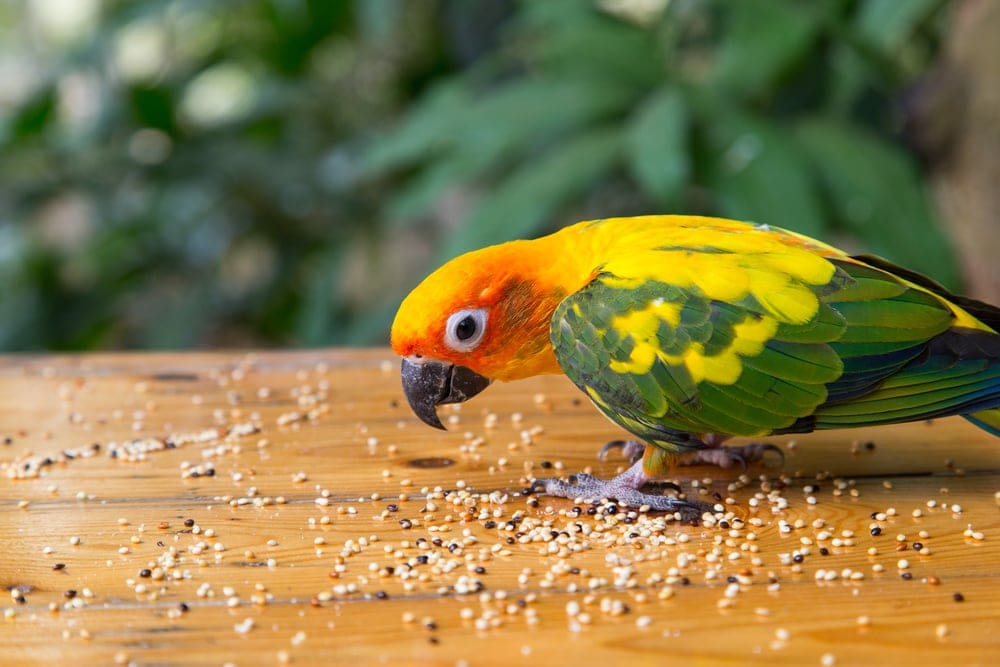 pet-bird-food-guide-info-petsoid