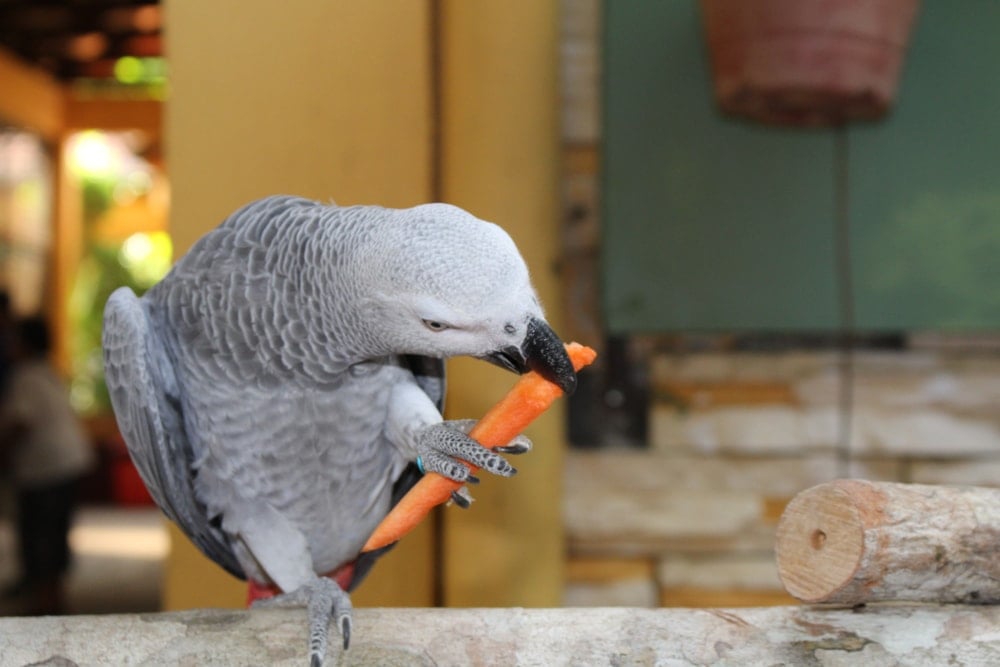 parrot eating carrot