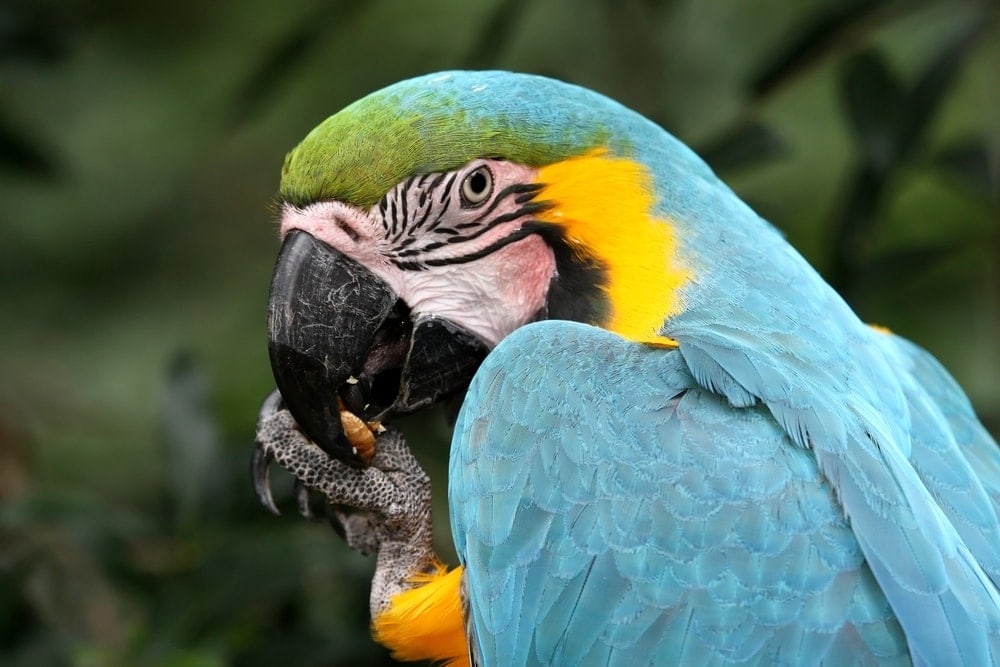 parrot is eating cuttlefish bone