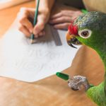 parrot helps write
