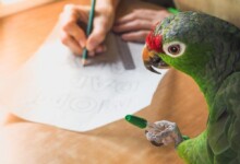 Parrots as Service Animals – Information