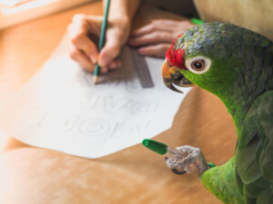 parrot helps write