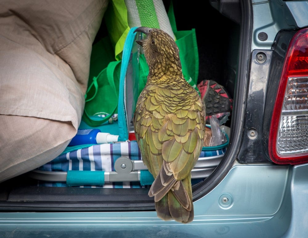 parrot helping packing a car