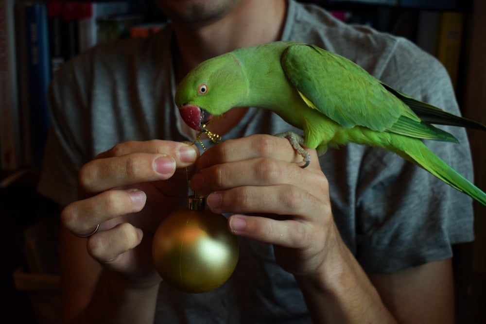 parrot ties a knot