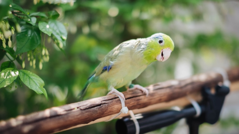 happy cute parrotlet green