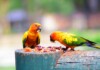Pet Bird Food Guide & Info