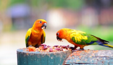 Bourke Parakeet Care Guide - Diet, Lifespan & More - Petsoid