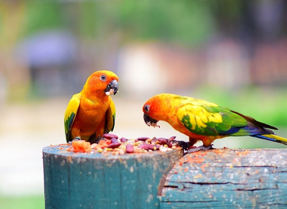 parrots eating