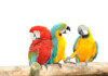How do Parrots talk?