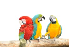 How do Parrots talk?