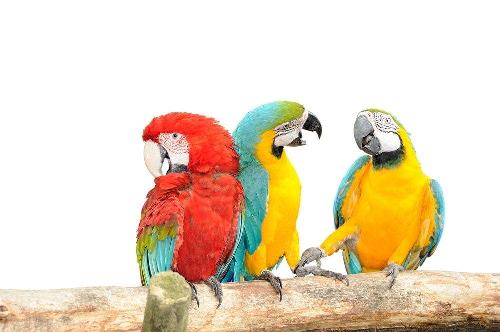 parrots talk