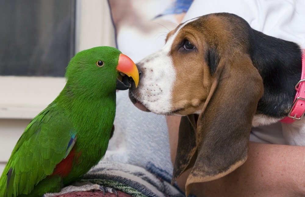 pet bird and dog