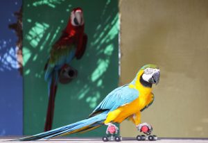 pet bird on rollerscates