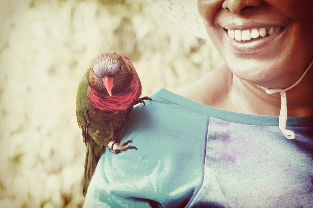 pet bird on shoulder