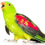 pet bird talk e1579439043316