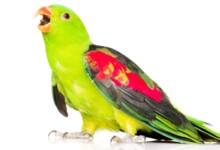 8 Small & Medium Pet Birds That Can Talk