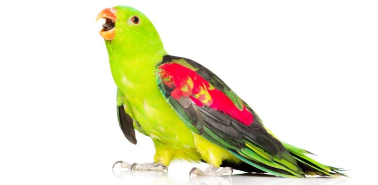 8 Small & Medium Pet Birds That Can Talk » Petsoid