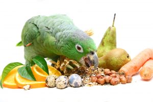 pet bird vegetables