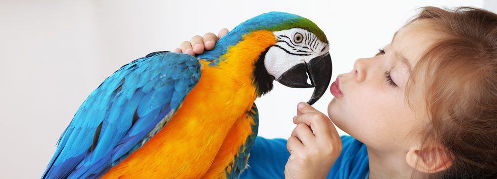 11 Best Pet Birds for Beginners - Petsoid