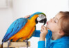 11 Best Pet Birds for Beginners