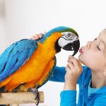 pet birds
