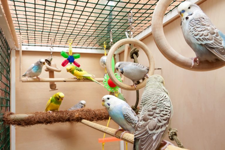 8 Tips To Get Your Bird Back In The Cage » Petsoid