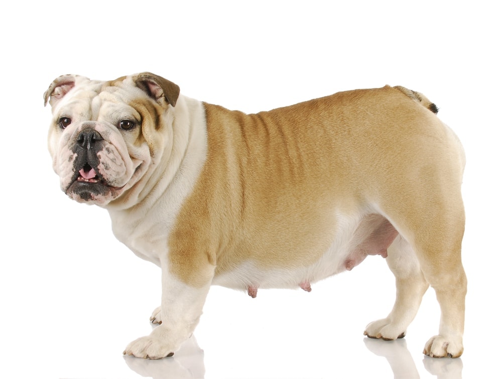 pregnant bulldog