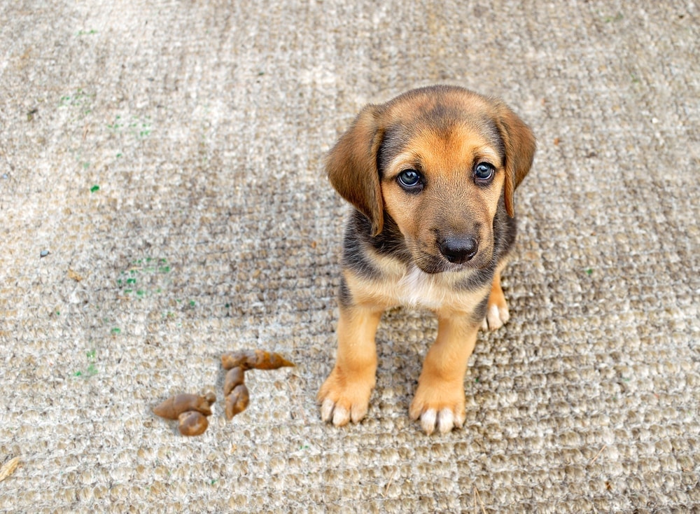 Why Won’t my Puppy Poop Outside? » Petsoid