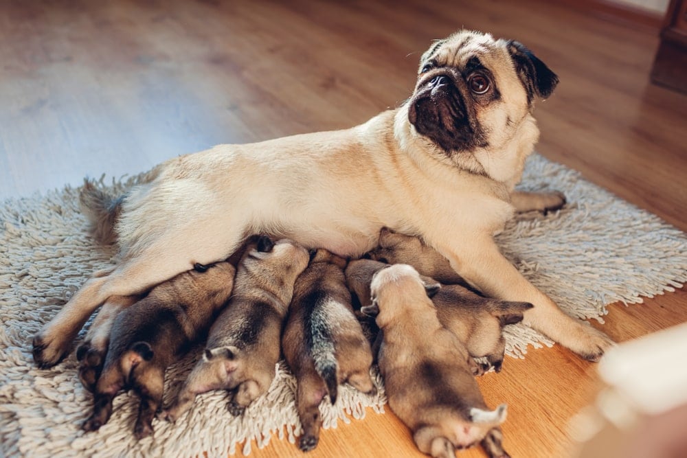 Can You Count a Dog’s Nipples to Predict Litter Size? » Petsoid