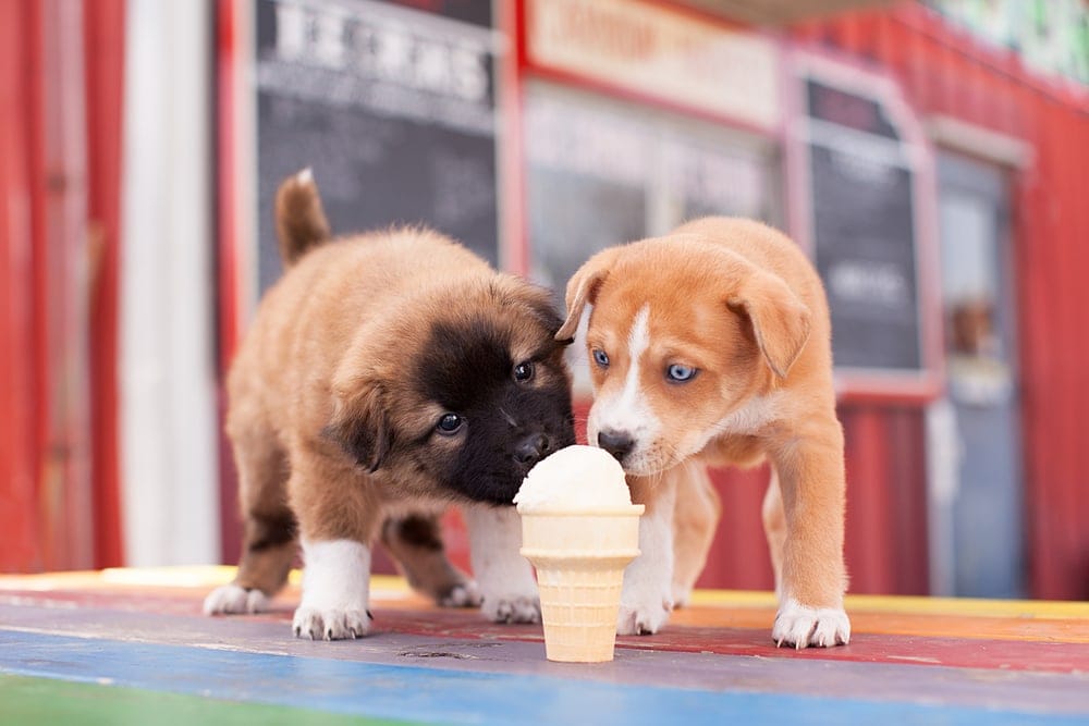 puppies eat ice cream