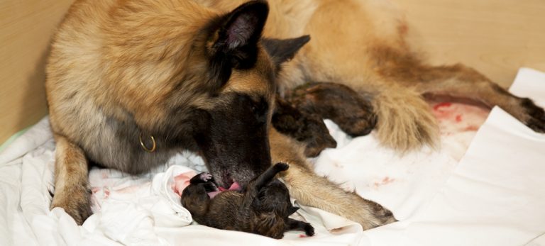 how-long-can-birthing-last-for-dogs-petsoid