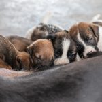 puppies nurse