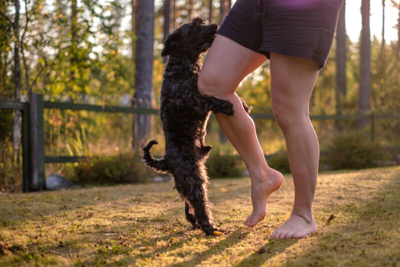 What Does it Mean When a Puppy Humps? » Petsoid