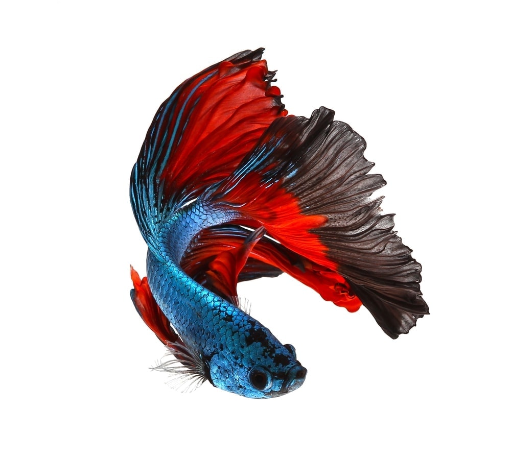 red blue betta fish