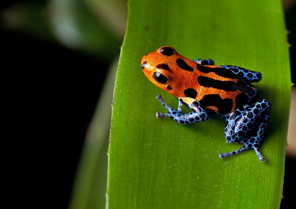 Poison Dart Frog Care guide & Info » Petsoid
