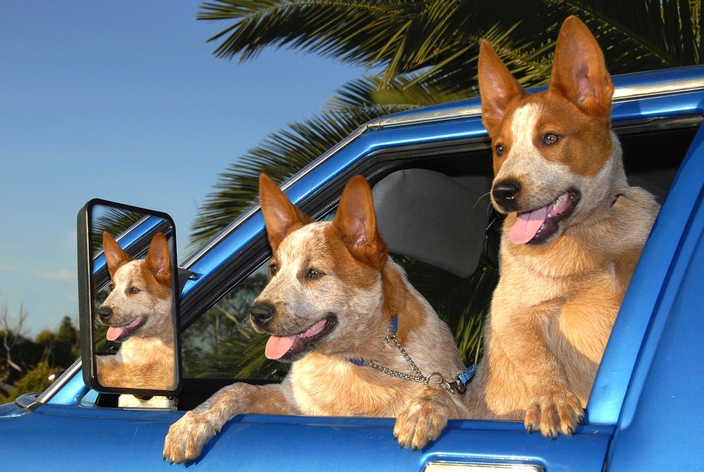 red heeler in a car