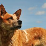 red heeler sky background